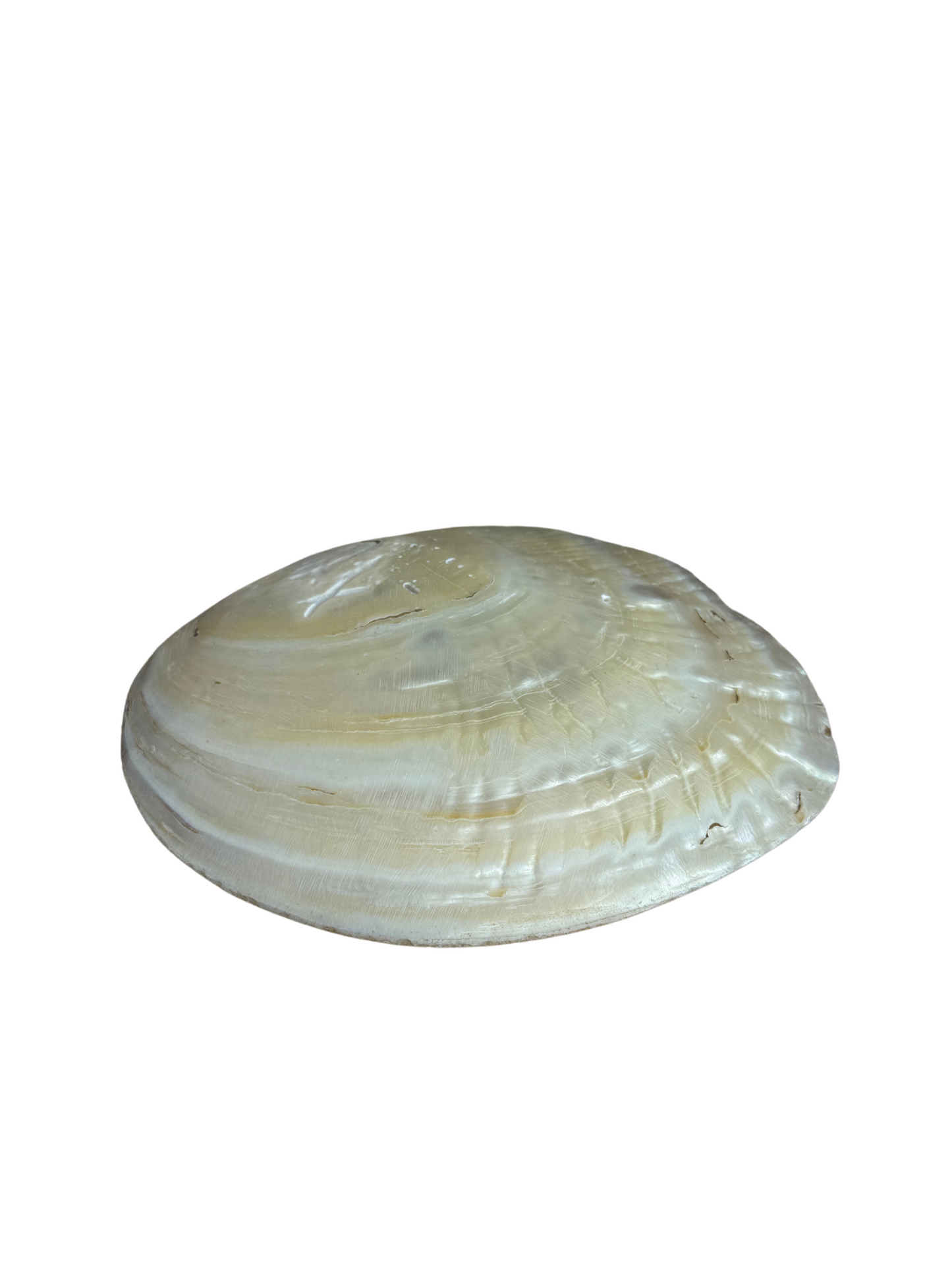 Parel schelp