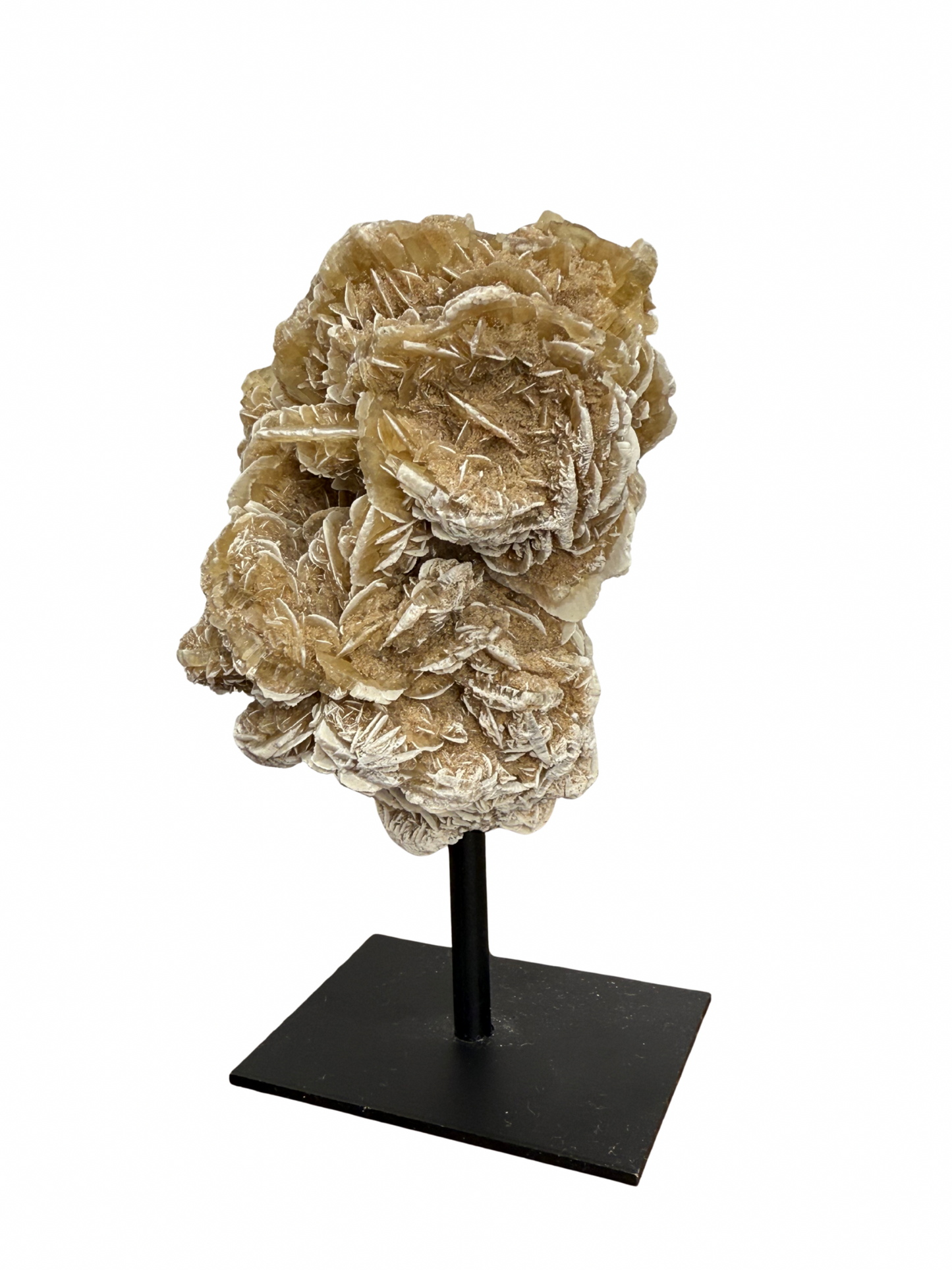 Woestijnroos op standaard