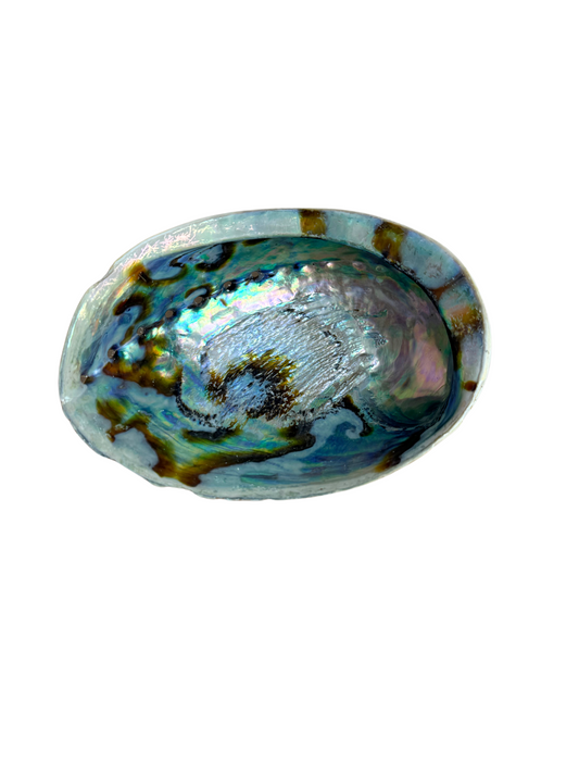 Abalone schelp