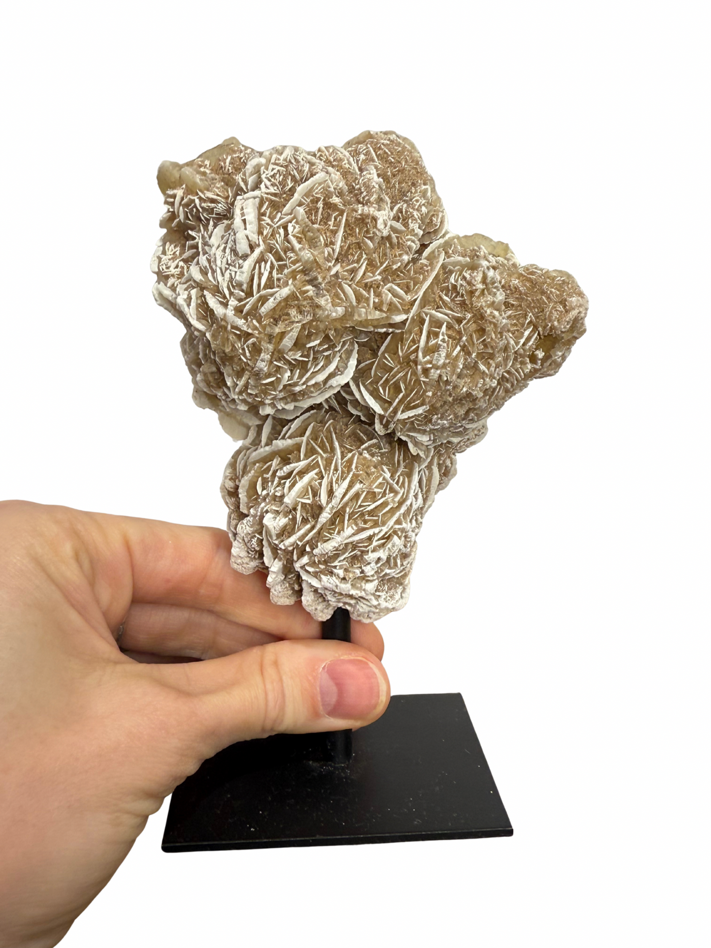 Woestijnroos op standaard