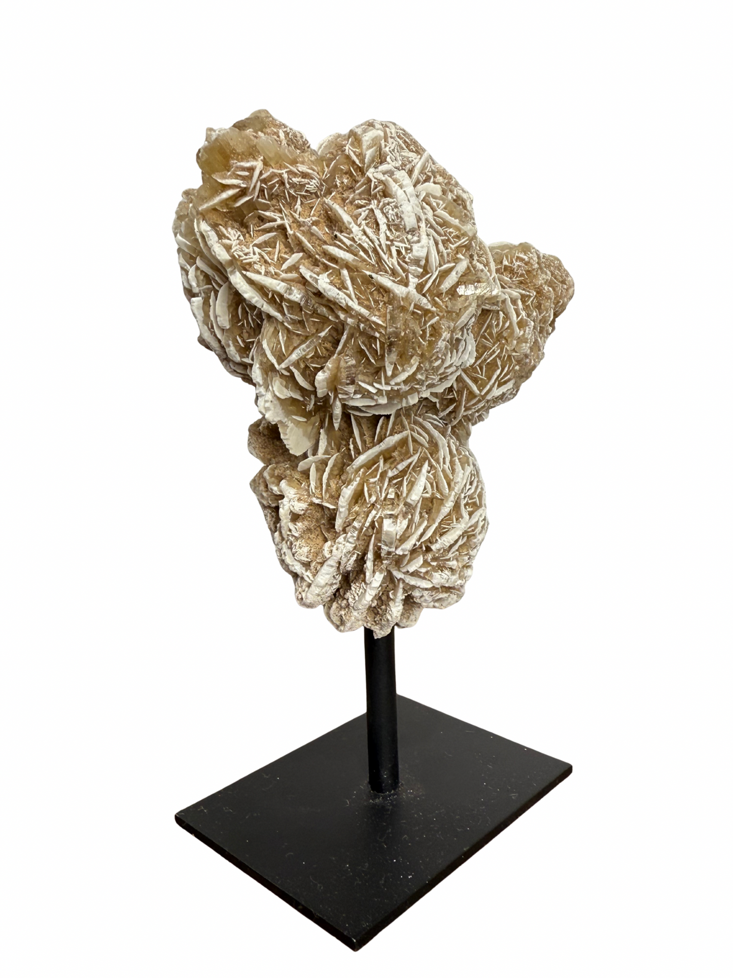 Woestijnroos op standaard