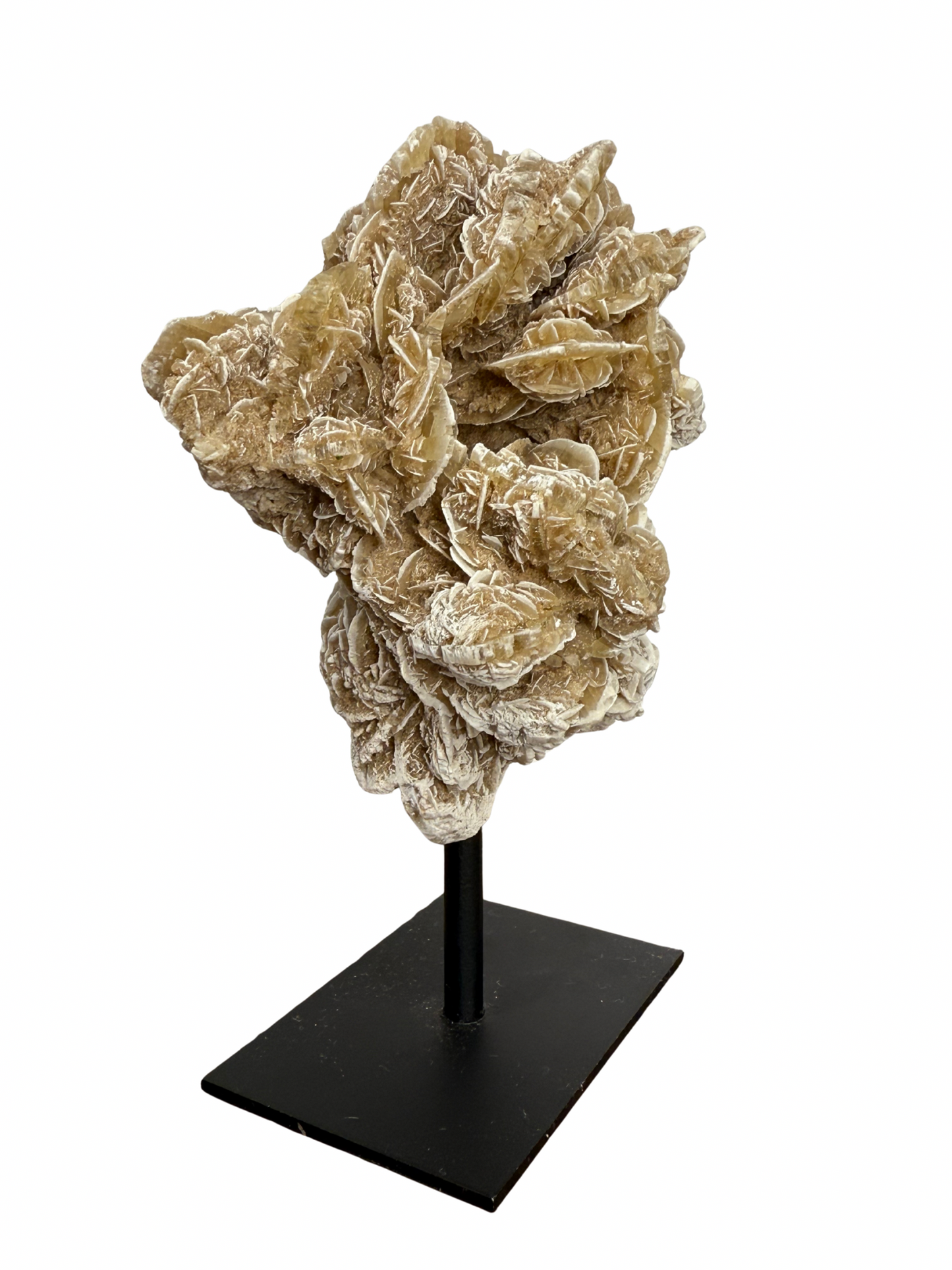 Woestijnroos op standaard