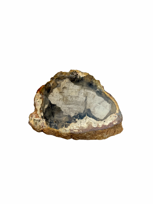 Schijf Versteend Hout