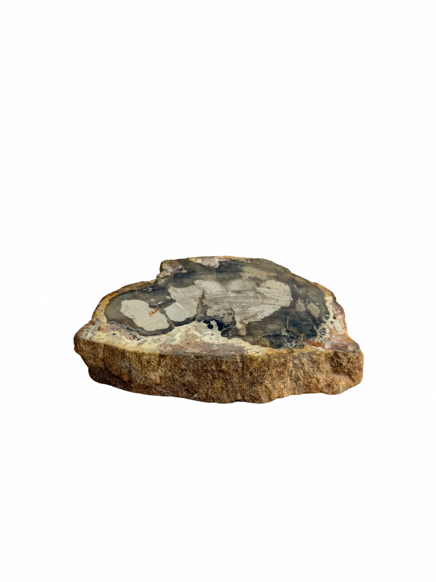 Schijf Versteend Hout