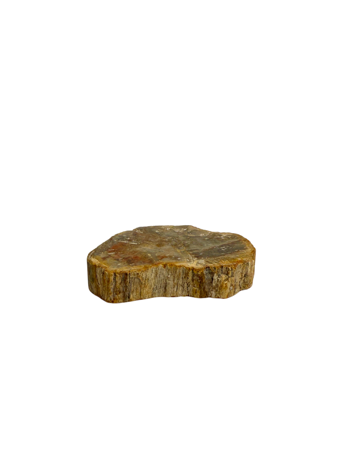 Schijf Versteend Hout