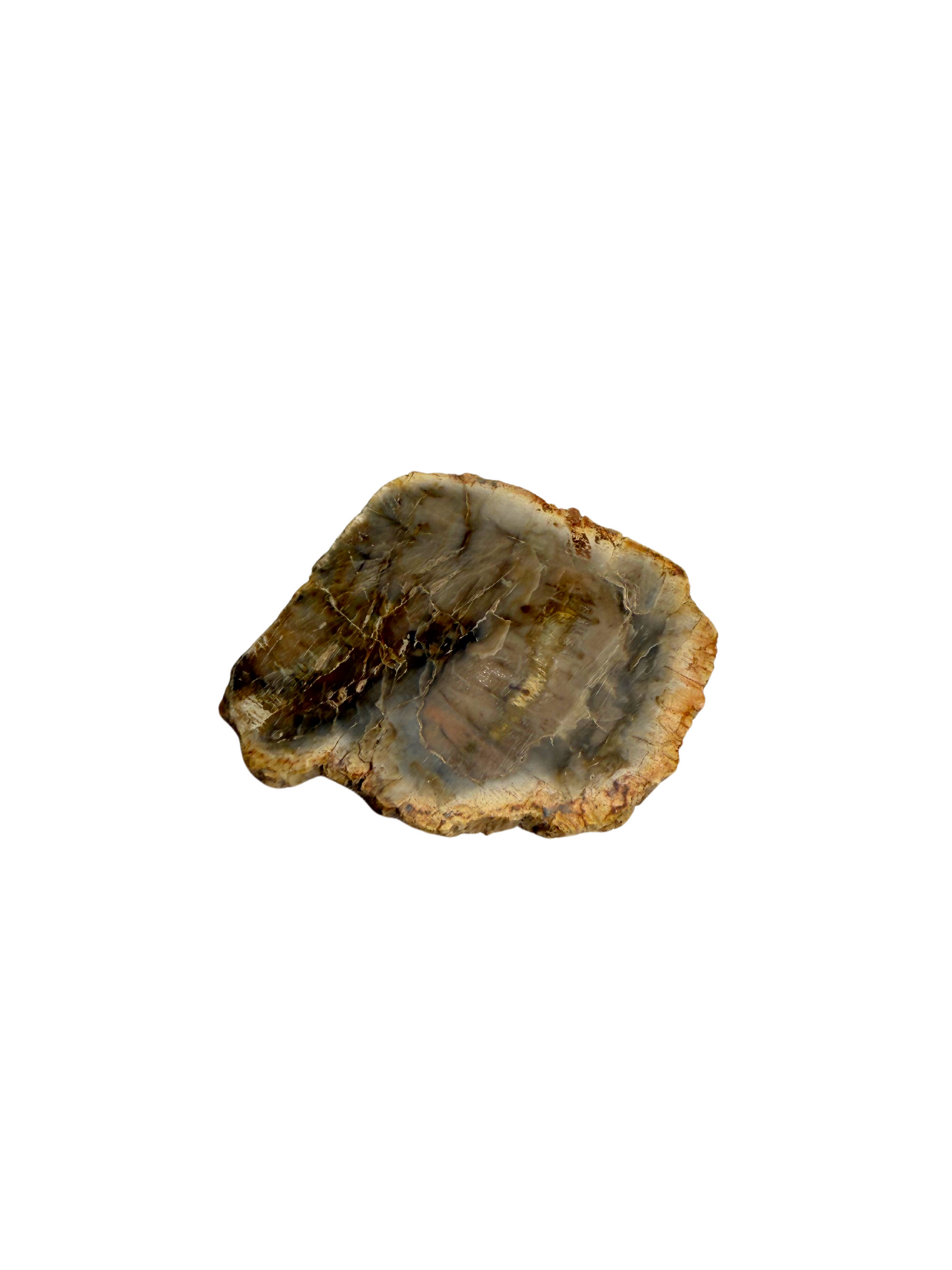 Schijf Versteend Hout