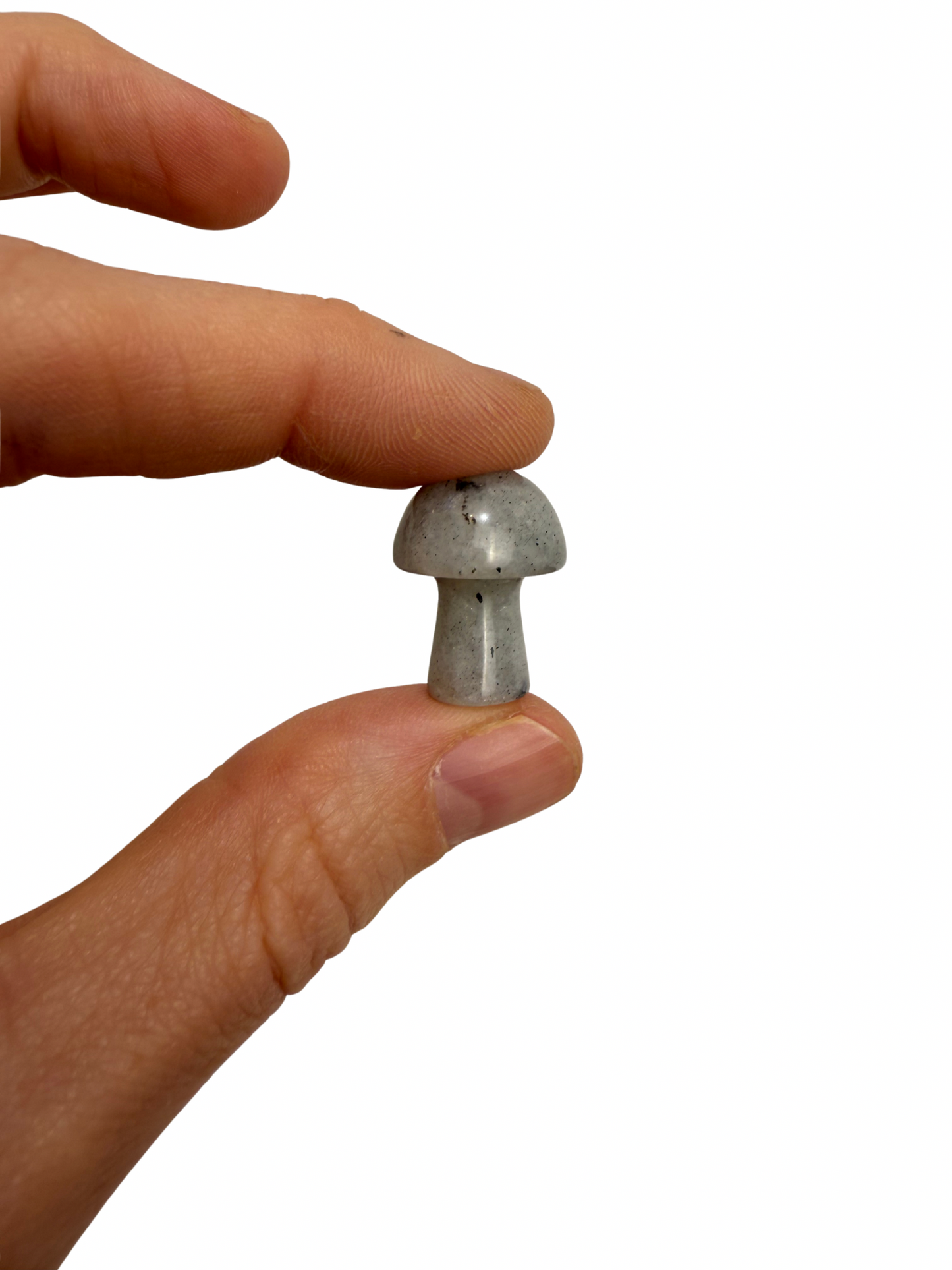 Labradoriet mini paddenstoel