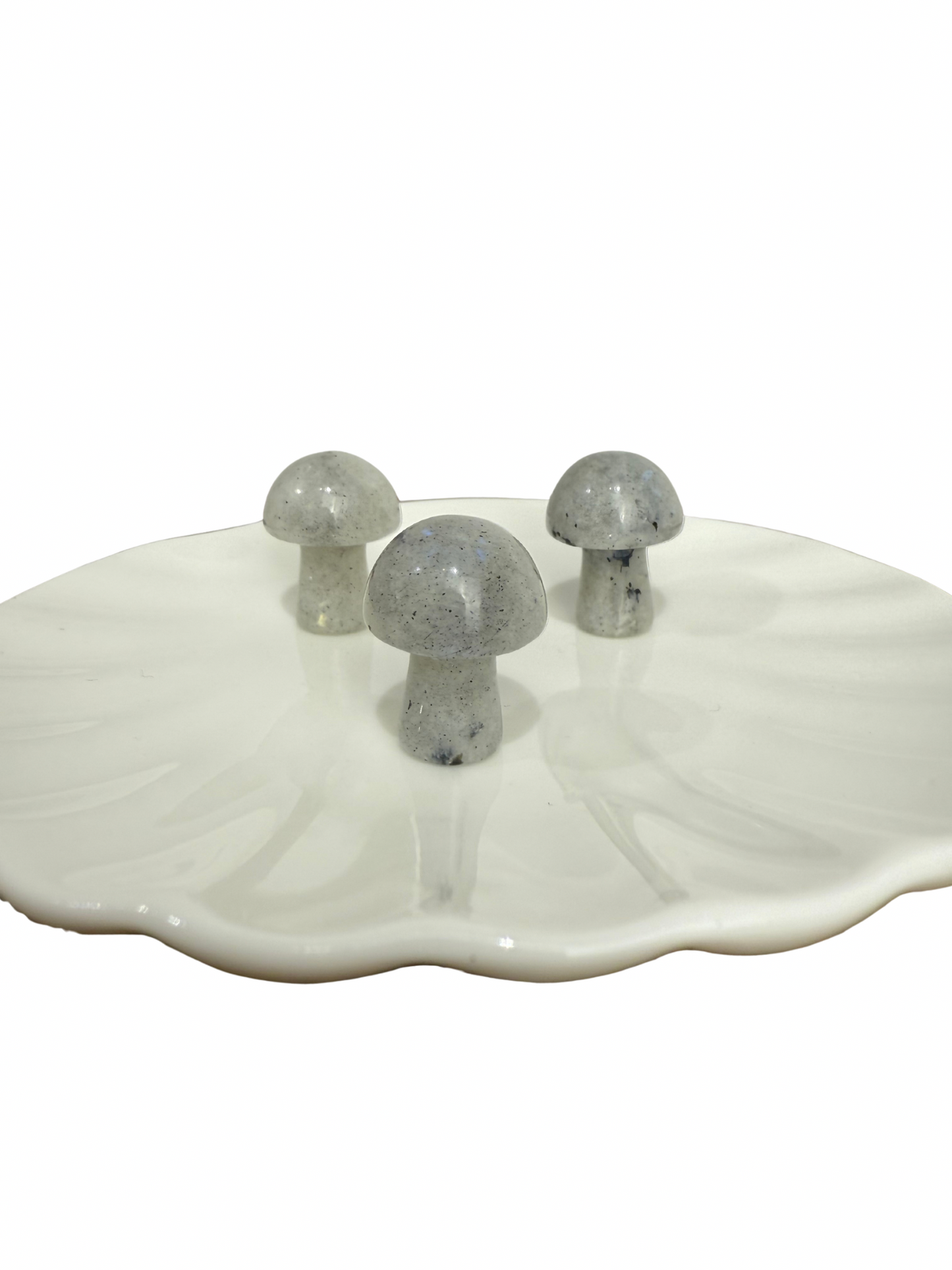 Labradoriet mini paddenstoel