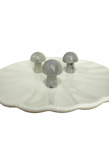 Labradoriet mini paddenstoel