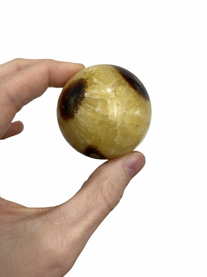 Septarie bol