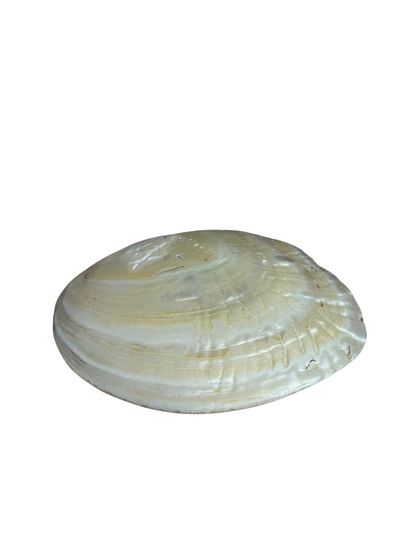 Parel schelp