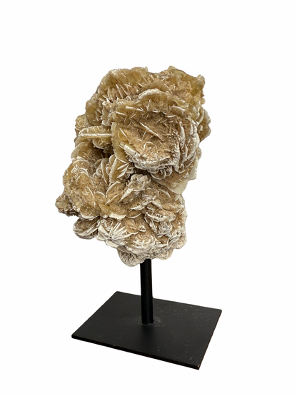 Woestijnroos op standaard