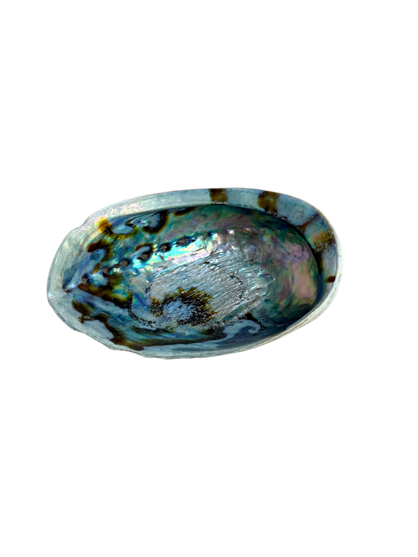 Abalone schelp