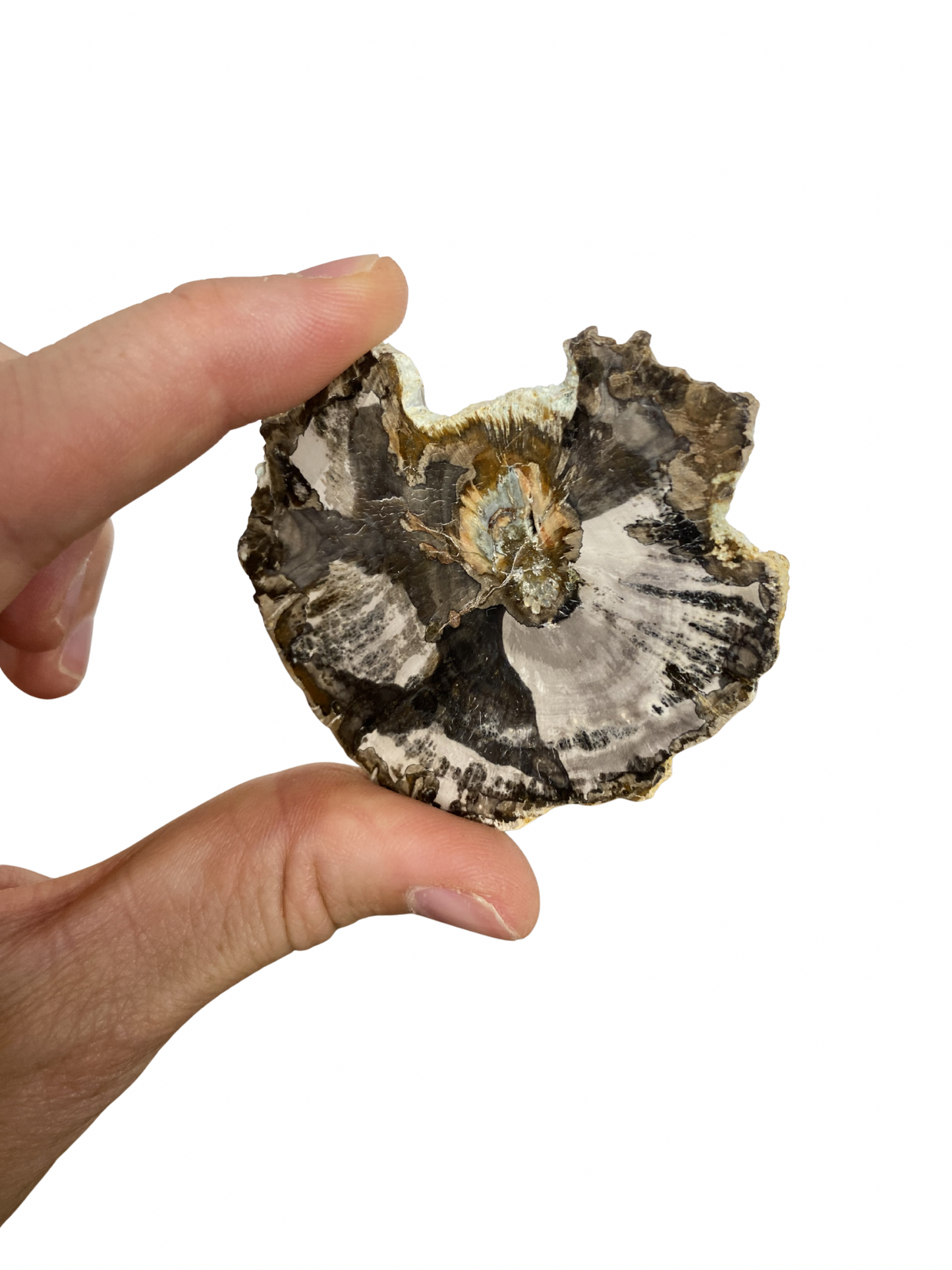 Schijf Versteend Hout klein (indonesië)