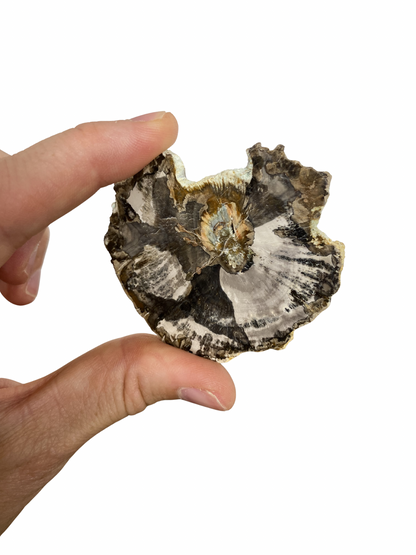 Schijf Versteend Hout klein (indonesië)
