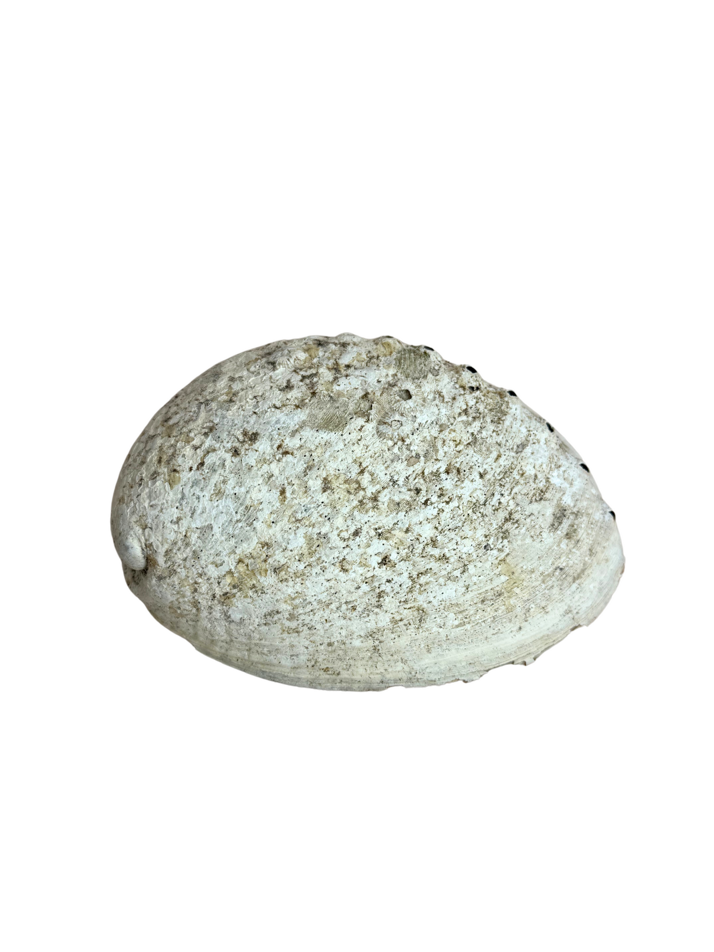 Abalone schelp
