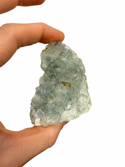 Apofyliet cluster op standvlak