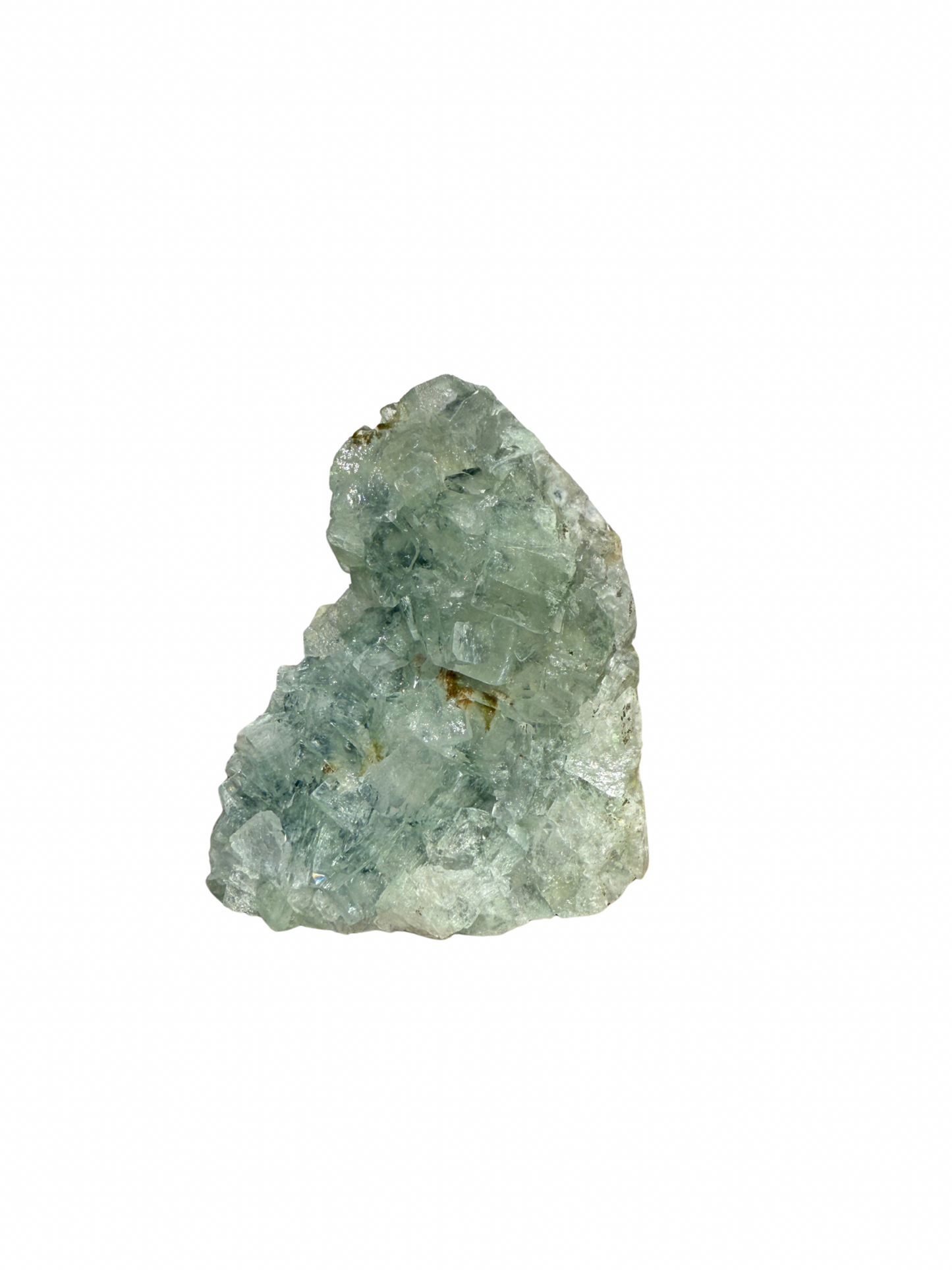 Apofyliet cluster op standvlak