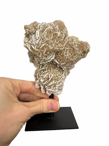 Woestijnroos op standaard