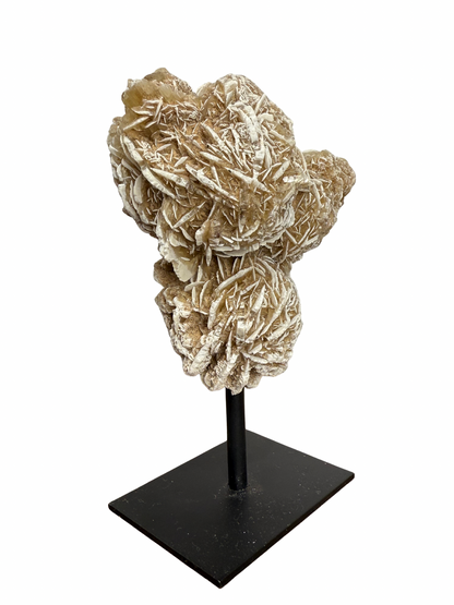 Woestijnroos op standaard