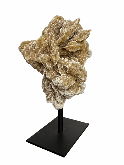 Woestijnroos op standaard