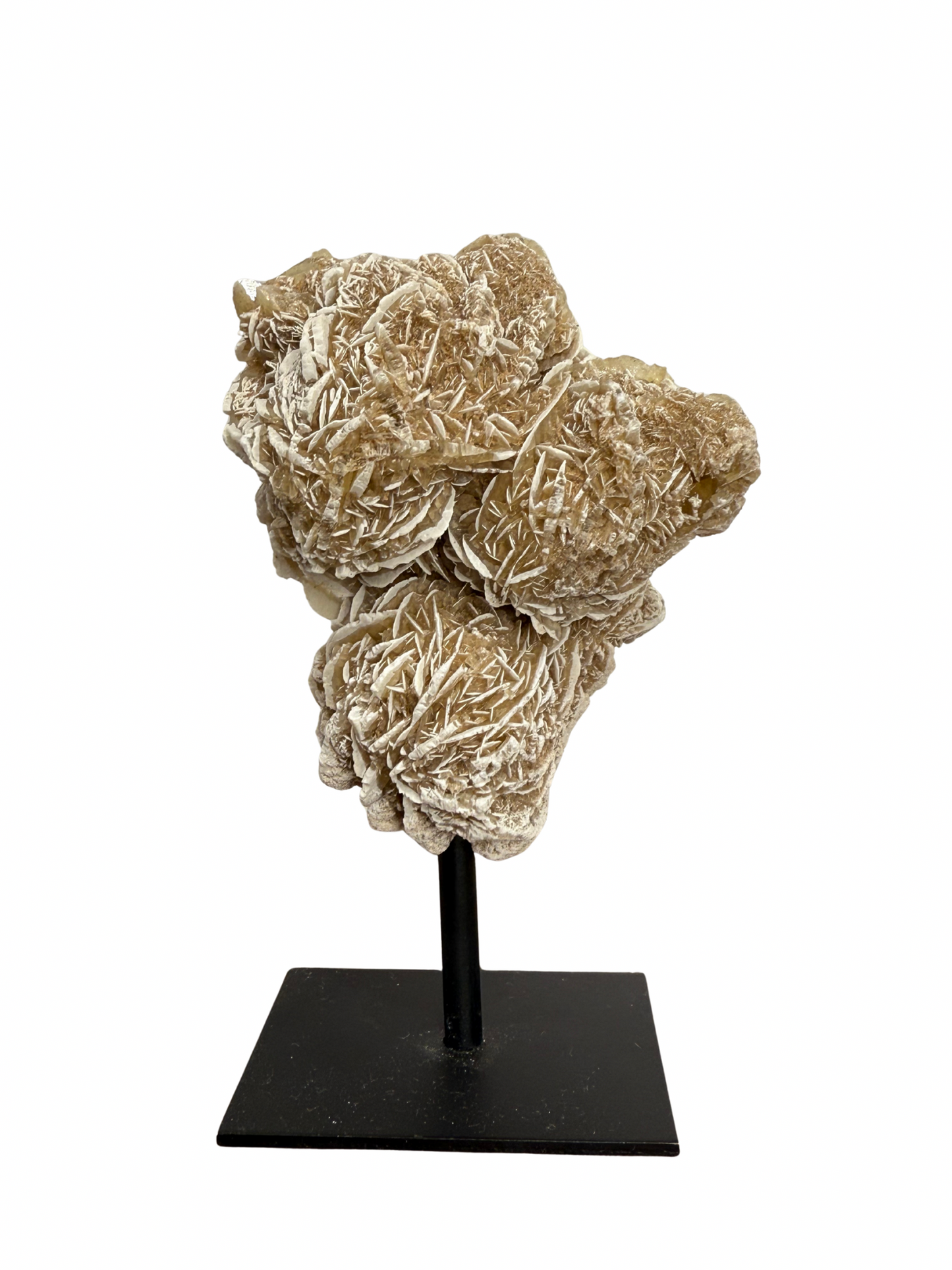 Woestijnroos op standaard