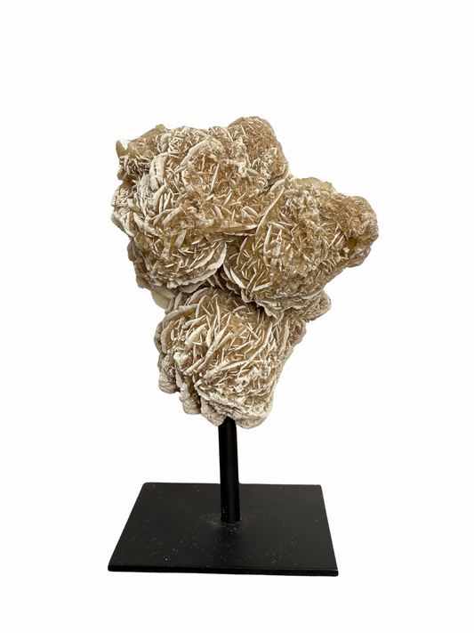 Woestijnroos op standaard