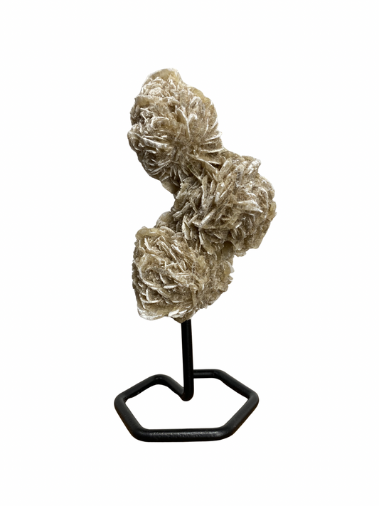 Woestijnroos op standaard 1