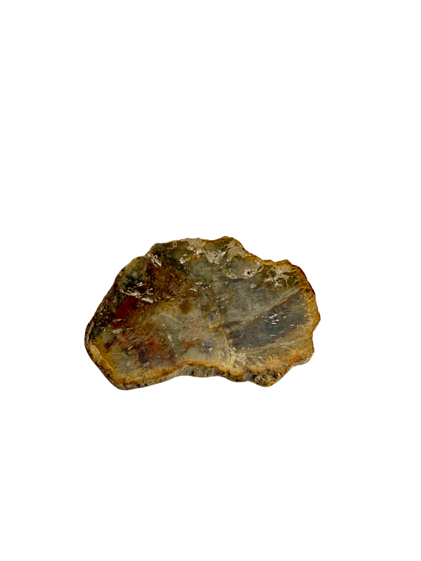 Schijf Versteend Hout