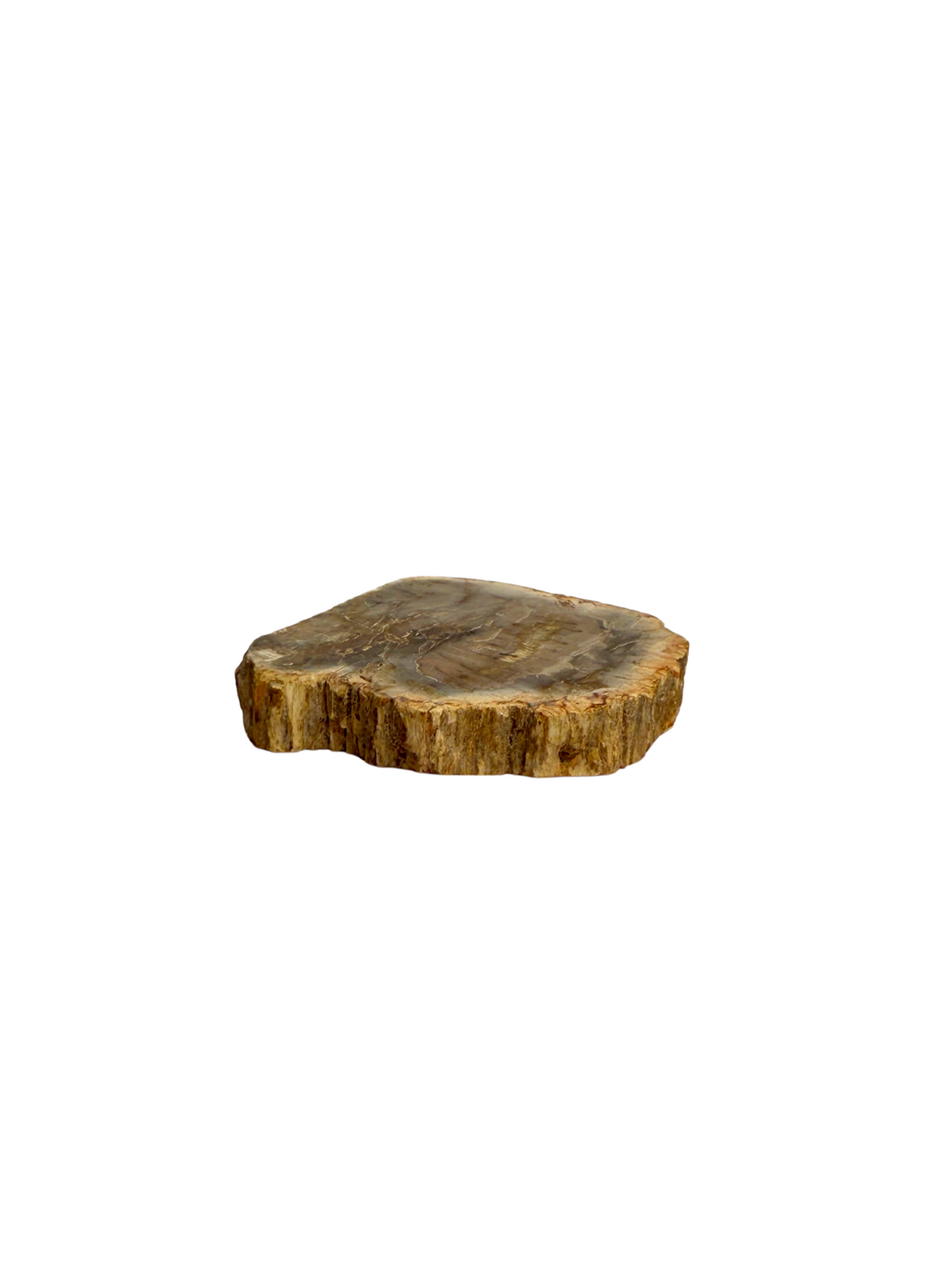 Schijf Versteend Hout