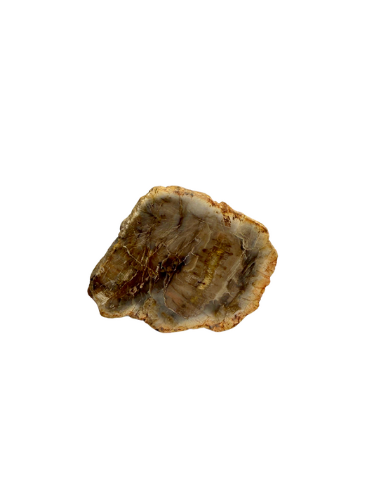 Schijf Versteend Hout