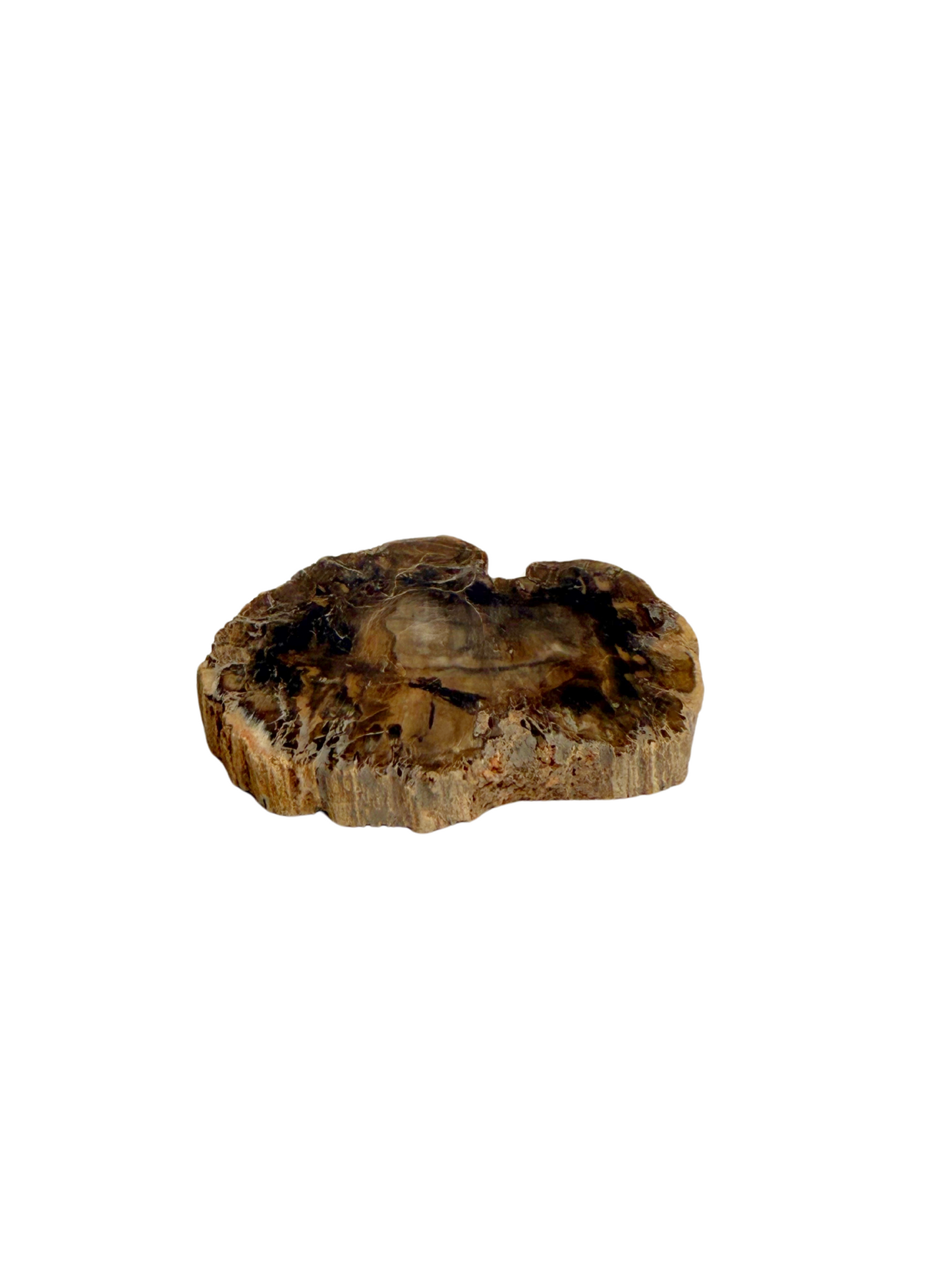 Schijf Versteend Hout 1